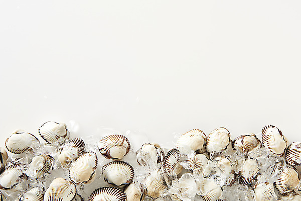 포토 JPG 스튜디오촬영 실내 건강 사람없음 하이앵글 얼음 신선 흰배경 꼬막 제철 플랫레이 제철음식 아미노산 국내포토 자연요소 음식 뷰포인트 백그라운드 어패류 내부 흰색 플랫 파일형식