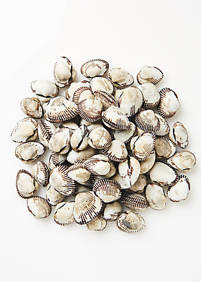 포토 JPG 스튜디오촬영 실내 건강 사람없음 하이앵글 신선 흰배경 꼬막 제철 플랫레이 제철음식 아미노산 국내포토 음식 뷰포인트 백그라운드 어패류 내부 흰색 플랫 파일형식