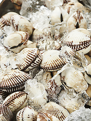 포토 JPG 스튜디오촬영 실내 건강 사람없음 얼음 신선 흰배경 꼬막 제철 제철음식 아미노산 국내포토 자연요소 음식 백그라운드 어패류 내부 흰색 파일형식