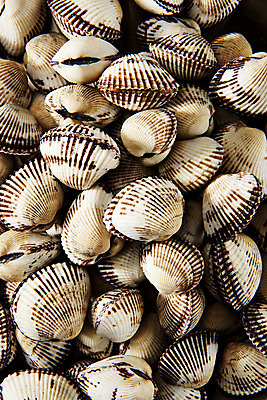 포토 JPG 스튜디오촬영 실내 건강 근접촬영 사람없음 신선 흰배경 꼬막 제철 제철음식 아미노산 국내포토 음식 뷰포인트 백그라운드 어패류 내부 흰색 파일형식