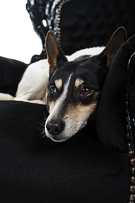 포토 JPG 해외이미지 동물 의자 포유류 서기 앉기 사람없음 반려동물 눕기 갈색 검은색 회색 만지기 흰색 개 작음 테리어 흰배경 귀 송곳니 고립 옛날 충실 쓰다듬기 해외포토 컬러 가구 백그라운드 모션 신체부위 치아 크기 파일형식 이미지허브