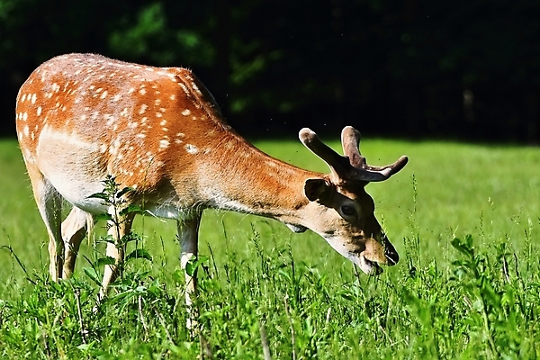포토 JPG 해외이미지 동물 응시 계절 공원 여자 남자 야생동물 백그라운드 밭 포유류 자연 털 뿔 사람없음 야외 초록색 뷰티 갈색 머리 달러 흰색 시골 관찰 점 황무지 닫기 군중 숲 바퀴자국 사냥 귀 내추럴 동물상 아기사슴 암사슴 해외포토 시선 공공시설 새끼 컬러 돈 농업 자국 모션 사슴 사람 신체부위 조형물 암컷 생태계 파일형식 이미지허브