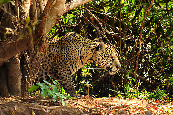 포토 JPG 해외이미지 나무 동물 공원 호수 야생동물 여행 백그라운드 포유류 파충류 자연 조류 하늘 풍경 사람없음 야외 초록색 물 파란색 강 컬러풀 미국 젖음 황무지 남아메리카 습지 숲 홍수 앵무새 브라질 생태학 아마존 이국적 재규어 브라질사람 해외포토 자연요소 식물 공공시설 교육 컬러 북아메리카 아메리카 자연재해 생태계 파일형식 이미지허브