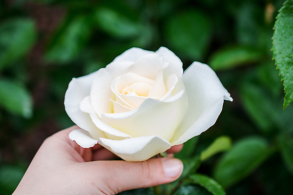 포토 JPG 해외이미지 식물 손 꽃잎 꽃 백그라운드 잎 꽃무늬 자연 발렌타인데이 선물 사랑 사람없음 초록색 뷰티 장미 정원 봄 벚꽃 흰색 신선 잡기 싱글 해외포토 계절 감정 컬러 무늬 모션 데이이벤트 신체부위 생태계 파일형식 이미지허브