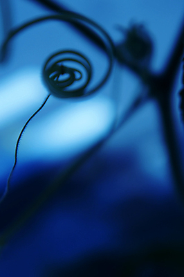 포토 JPG 해외이미지 식물 야생동물 선 돈 패턴 곡선 자연 새로움 나선형 매달리기 미술 사람없음 장식 초록색 봄 활발 들꽃 성장 소용돌이 나뭇가지 신선 구부린 숲 뿌리 포도나무 내추럴 모종 처음 해외포토 나무 동물 계절 꽃 컬러 컨셉 무늬 모션 문화예술 회오리 재산 과일나무 생태계 파일형식 이미지허브