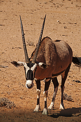 포토 JPG 해외이미지 동물 야생동물 모래 여행 포유류 아프리카 자연 초식동물 건조 뿔 사람없음 야외 물 환경 사막 황무지 보호 모래언덕 사파리 생태계 생물학 영양 서식지 남쪽 내추럴 가젤 생태학 전국 칼라하리 해외포토 자연요소 교육 나라 컨셉 방향 언덕 파일형식 이미지허브
