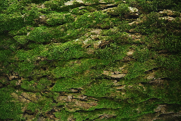 포토 JPG 해외이미지 나무 식물 디자인 공원 백그라운드 잎 패턴 자연 표면 추상 이끼 사람없음 야외 목재 초록색 갈색 환경 젖음 나뭇가지 소나무 거친 닫기 숲 피부 묘사 유기농 질감 통나무 나무껍질 잡동사니 내추럴 그런지 수목 옛날 해외포토 웰빙 공공시설 컬러 무늬 재료 모션 신체부위 껍질 생태계 파일형식 이미지허브