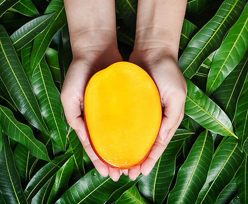 포토 JPG 해외이미지 손 나뭇잎 들기 근접촬영 신체부위 하이앵글 노란색 망고 해외포토 뷰포인트 컬러 잎 모션 사람 열대과일 파일형식 이미지허브