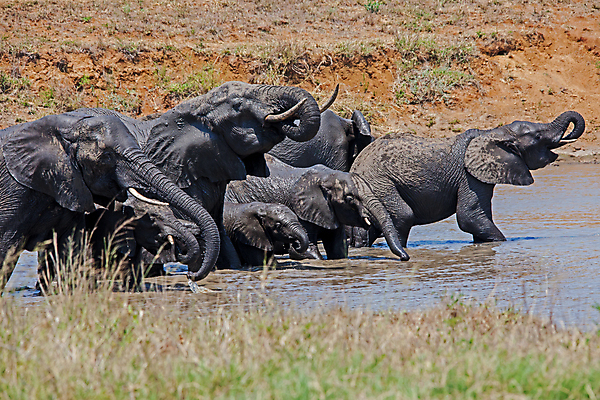 포토 JPG 해외이미지 동물 여자 야생동물 여행 포유류 아프리카 자연 초식동물 코끼리 사람없음 야외 걷기 환경 아기 황무지 보호 큼 사파리 환경보전 상아 멸종 서식지 내추럴 남아프리카 사바나 생태학 해외포토 교육 나라 컨셉 모션 사람 크기 사회이슈 생태계 파일형식 이미지허브