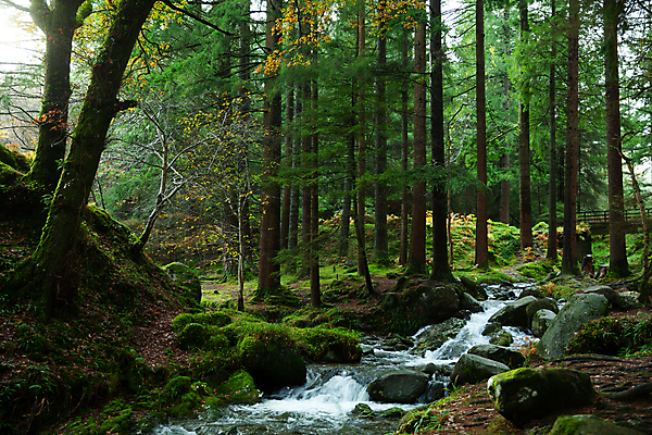포토 JPG 해외이미지 나무 공원 잎 자연 산 풍경 사람없음 야외 초록색 물 강 환경 계곡 폭포 흐름 가을 개울 숲 아일랜드 내추럴 전국 해외포토 자연요소 식물 계절 공공시설 유럽 컬러 컨셉 생태계 파일형식 이미지허브