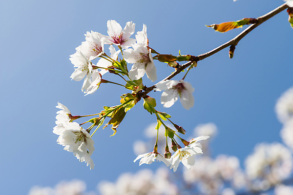 포토 JPG 해외이미지 나무 식물 계절 꽃 분홍색 꽃무늬 과일 자연 하늘 사람없음 파란색 햇빛 뷰티 정원 봄 성장 벚꽃 흰색 나뭇가지 개화 체리 닫기 원예 해외포토 컬러 무늬 모션 취미 태양 생태계 파일형식 이미지허브