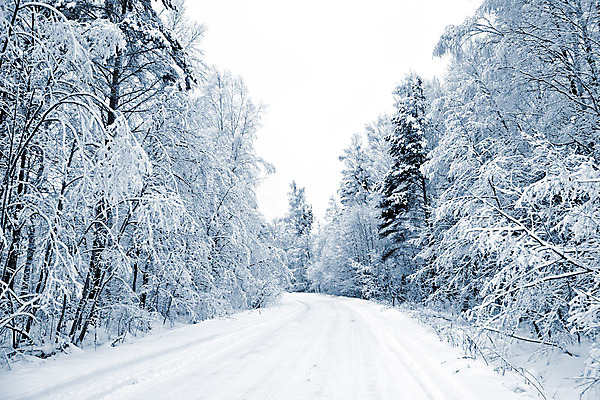 포토 JPG 해외이미지 나무 길 겨울 자연 사람없음 야외 눈 숲 가로수 해외포토 자연요소 식물 계절 날씨 생태계 파일형식 이미지허브