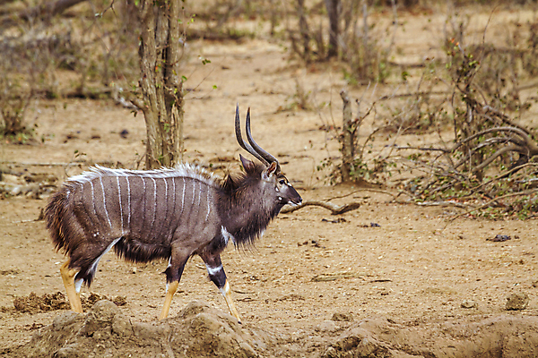 포토 JPG 해외이미지 동물 남자 야생동물 포유류 모션 아프리카 자연 뿔 국립공원 사람없음 옆모습 가로 걷기 황무지 보호 사파리 영양 남아프리카 보츠와나 보호구역 해외포토 공원 나라 뷰포인트 컨셉 사람 생태계 구역 파일형식 이미지허브