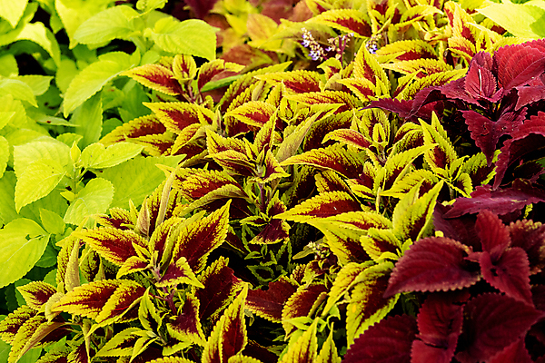 포토 JPG 해외이미지 분홍색 백그라운드 잎 자연 사람없음 초록색 컬러풀 질감 해외포토 식물 컬러 생태계 파일형식 이미지허브