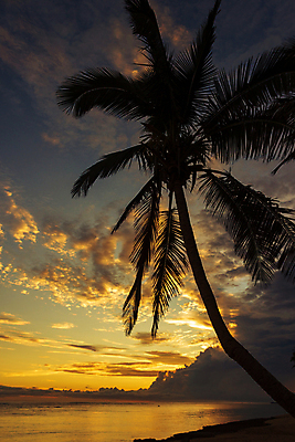 포토 JPG 해외이미지 나무 실루엣 바다 분홍색 섬 여행 오렌지 자연 하늘 아침 휴가 손바닥 사람 풍경 사람없음 비키니 컬러풀 여행객 평화 일출 기댐 일몰 새벽 산책 만 오세아니아 휴양지 눈금 태평양 코코넛 파라다이스 해외포토 주간 자연요소 식물 손 수영복 나라 컬러 컨셉 과일 모션 휴식 촬영기법 노을 장소 생태계 파일형식 이미지허브