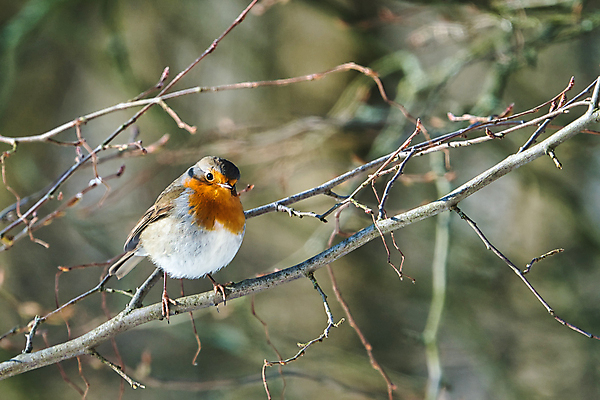 포토 JPG 해외이미지 동물 유럽 야생동물 오렌지 자연 조류 사람없음 야외 빨간색 갈색 정원 작음 가슴 깃털 내추럴 동물상 해외포토 나라 컬러 과일 신체부위 조형물 크기 생태계 파일형식 이미지허브
