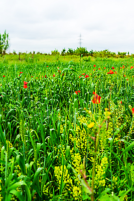 포토 JPG 해외이미지 식물 디자인 계절 꽃잎 꽃 행복 백그라운드 꽃무늬 밭 농업 자연 풍경 초원 사람없음 야외 장식 빨간색 초록색 여름 컬러풀 뷰티 농장 정원 봄 벚꽃 시골 땅 양귀비 내추럴 밭일 해외포토 감정 산업 컬러 무늬 생태계 파일형식 이미지허브