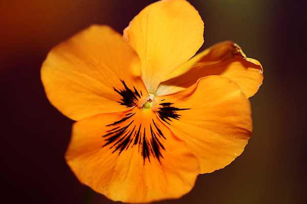 포토 JPG 해외이미지 식물 계절 꽃잎 꽃 줄기 분홍색 꽃무늬 봄꽃 자연 사람없음 야외 장식 컬러풀 뷰티 노란색 환경 정원 봄 성장 벚꽃 신선 개화 제비꽃 원예 내추럴 뒤뜰 비올라 해외포토 컬러 무늬 취미 생태계 파일형식 찰현악기 이미지허브