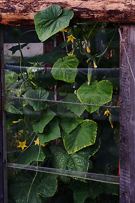 포토 JPG 해외이미지 식물 꽃 음식 잎 농업 채소 재료 자연 유리 오이 건강 사람없음 초록색 농작물 농장 노란색 세일 새싹 정원 수확 성장 나뭇가지 시골 파마 먹기 유기농 원예 먼지 땅바닥 밭일 생태학 숙성 온실 채식주의자 해외포토 나무 헤어스타일 웰빙 교육 산업 컬러 모션 재질 바닥 취미 생태계 채식 파일형식 이미지허브