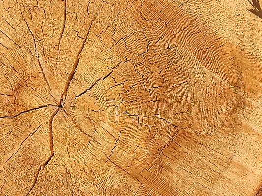 포토 JPG 해외이미지 나무 디자인 조각 백그라운드 패턴 부분 자연 표면 추상 사람없음 목재 장식 갈색 반지 원형 숲 자르기 묘사 질감 날것 통나무 잡동사니 내추럴 수목 옛날 해외포토 도형 식물 컬러 무늬 재료 장신구 모션 생태계 파일형식 이미지허브