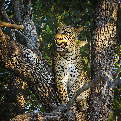 포토 JPG 해외이미지 주간 나무 한마리 응시 야생동물 자연 사람없음 야외 아웃포커스 위협 맹수 표범 남아프리카 보츠와나 해외포토 자연요소 식물 동물 1 시선 포유류 아프리카 촬영기법 생태계 파일형식 이미지허브