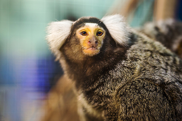 포토 JPG 해외이미지 나무 동물 척추동물 1 응시 야생동물 백그라운드 포유류 가족 자연 생물 털 동물원 종류 사랑 사람없음 목재 갈색 머리 정원 미국 흰색 원숭이 아기 잡기 그룹 숲 작음 모피 꼬리 오르기 멸종 브라질 유인원 남쪽 브라질사람 해외포토 식물 시선 감정 컬러 북아메리카 재료 관계 모션 사람 신체부위 남아메리카 크기 방향 생태계 파일형식 이미지허브