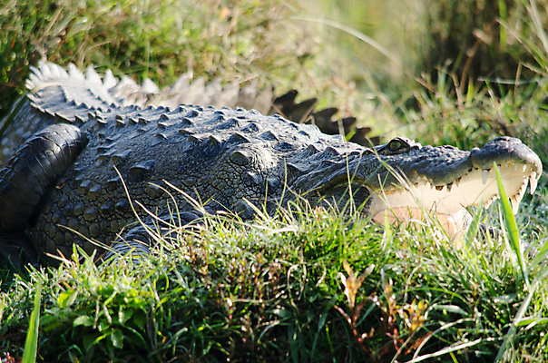 포토 JPG 해외이미지 동물 호수 야생동물 백그라운드 파충류 자연 사람없음 물 강 머리 힘 흰색 입 거친 호주 치아 위험 사파리 피부 사냥 육식동물 악어 사냥꾼 공격적 힘찬 해외포토 자연요소 직업 컬러 컨셉 신체부위 소화기관 오세아니아 생태계 파일형식 이미지허브
