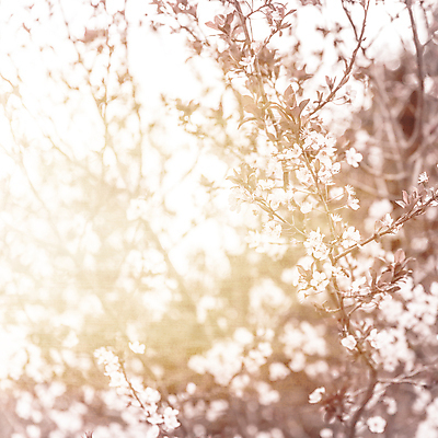 포토 JPG 해외이미지 나무 식물 디자인 계절 꽃 분홍색 백그라운드 꽃무늬 과일 자연 벽지 추상 미술 사람없음 야외 빛 햇빛 정원 일본 맑음 봄 벚꽃 흰색 나뭇가지 신선 개화 체리 닫기 선택 사과 부드러움 자두 내추럴 깊이 블러 파스텔톤 몽환 해외포토 아시아 컬러 컨셉 무늬 모션 날씨 문화예술 태양 감각 생태계 파일형식 이미지허브