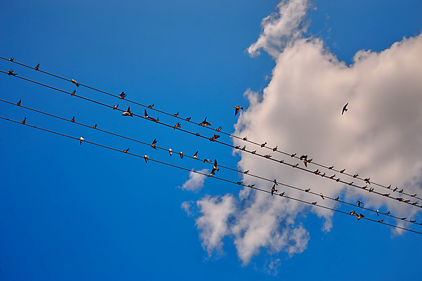 포토 JPG 해외이미지 척추동물 감정 실루엣 야생동물 음악 2 인터넷 날개 휴식 앉기 사람없음 야외 가로 세계 평화 힘 자유 흰색 그룹 기다림 보호 전화기 깃털 철사 멸종 까마귀 제비 고립 줄서기 해외포토 동물 컬러 컨셉 모션 조류 문화예술 촬영기법 파일형식 이미지허브