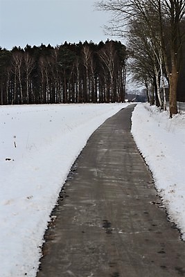 포토 JPG 해외이미지 나무 계절 길 겨울 풍경 사람없음 야외 추위 시골 숲 오솔길 아스팔트 서리 해외포토 식물 도로 파일형식 이미지허브