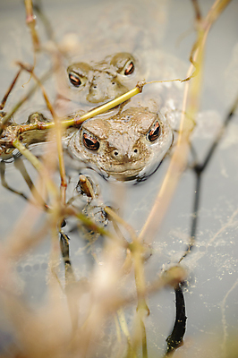 포토 JPG 해외이미지 동물 여자 남자 유럽 호수 야생동물 자연 개구리 양서류 사람없음 물 갈색 환경 계란 젖음 관찰 연못 스웨터 서식지 두꺼비 짝짓기 동물상 울퉁불퉁 못생김 해외포토 자연요소 나라 컬러 상의 모션 사람 조형물 알 생태계 파일형식 이미지허브