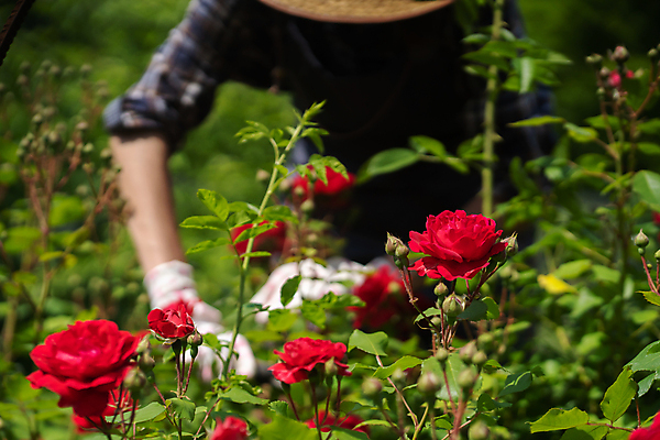 포토 JPG 해외이미지 여자 꽃 잎 자연 한명 상반신 성인 야외 빨간색 장미 농부 성인여자한명만 해외포토 식물 직업 1 컬러 사람 생태계 여자한명만 성인여자만 파일형식 이미지허브
