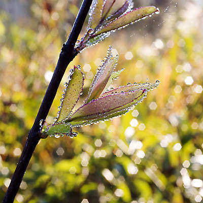 포토 JPG 해외이미지 나무 식물 구름 계절 공원 꽃 백그라운드 잎 태국 자연 아침 휴가 산 풍경 초원 사람없음 야외 초록색 환경 보라색 성장 벚꽃 나뭇가지 닫기 숲 이슬 제비꽃 언덕 육식 D 산악지대 전국 해외포토 주간 자연요소 알파벳 공공시설 아시아 컬러 모션 생태계 파일형식 이미지허브