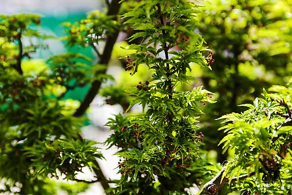 포토 JPG 해외이미지 식물 디자인 계절 공원 꽃잎 꽃 벽 백그라운드 잎 꽃무늬 패턴 자연 추상 사랑 사람없음 야외 장식 초록색 여름 컬러풀 뷰티 환경 정원 봄 흰색 신선 닫기 다발 배열 심볼 묘사 원예 질감 조경 쇼 내추럴 정중 해외포토 공공시설 감정 컬러 컨셉 무늬 모션 취미 생태계 파일형식 이미지허브