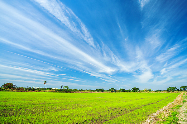 포토 JPG 해외이미지 나무 식물 계절 아시아 도로 음식 백그라운드 밭 농업 태국 자연 하늘 밥 옥수수 동양인 사람없음 야외 초록색 파란색 농작물 태양 농장 노란색 환경 맑음 봄 수확 흰색 시골 황금 저녁 낟알 장면 솜털 내추럴 밭일 수평선 해외포토 자연요소 나라 산업 길 컬러 교통시설 날씨 곡류 인종 야간 생태계 파일형식 이미지허브