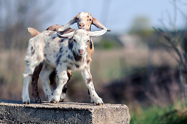 포토 JPG 해외이미지 동물 여자 얼굴 밭 휴식 염소 털 서기 초원 사람없음 야외 여름 반려동물 농장 머리 귀여움 가축 블록 소 군중 작음 방목 큐브 만족 코 귀 시멘트 거짓말 콘크리트 해외포토 계절 감정 컨셉 농업 포유류 모션 사람 신체부위 축산업 크기 파일형식 이미지허브