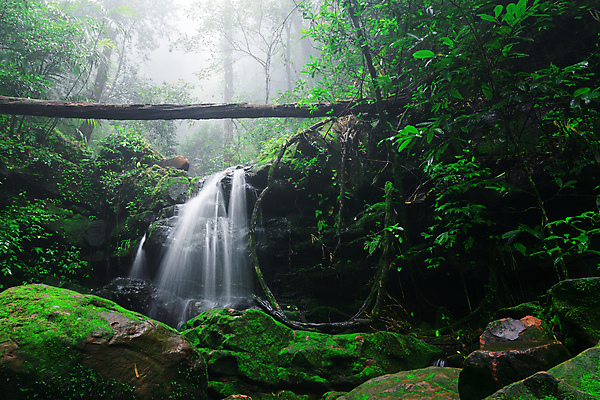 포토 JPG 해외이미지 나무 식물 아시아 여행 태국 자연 산 이끼 사람없음 초록색 물 달리기 봄 트래킹 폭포 젖음 촉촉함 흐름 신선 개울 해조류 붓기 숲 단계 전국 특별함 해외포토 자연요소 계절 나라 컬러 컨셉 모션 레저 강 해양식물 생태계 파일형식 이미지허브