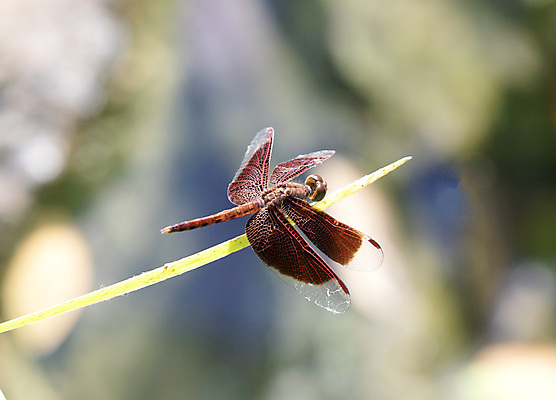 포토 JPG 해외이미지 동물 야생동물 곤충 백그라운드 날개 오렌지 자연 휴식 사람없음 야외 빨간색 초록색 여름 나뭇가지 용 닫기 벌레 잠자리 작음 묘사 싱글 육식동물 내추럴 해외포토 나무 계절 컬러 컨셉 과일 모션 크기 생태계 파일형식 이미지허브
