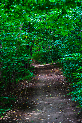 포토 JPG 해외이미지 나무 계절 공원 도로 길 여행 잎 자국 자연 날씨 사람없음 야외 목재 초록색 빛 햇빛 태양 환경 어둠 침묵 봄 산책 하이킹 시골 터널 숲 신비 오솔길 공상 마법 내추럴 깊이 방법 해외포토 자연요소 식물 공공시설 컬러 컨셉 재료 교통시설 레저 휴식 소리 생태계 파일형식 이미지허브
