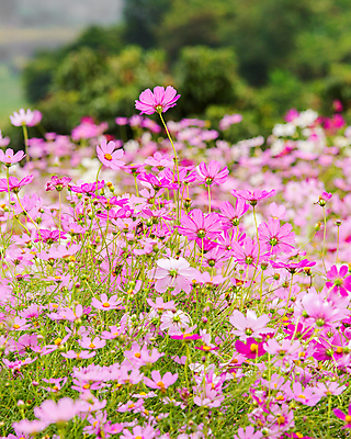 포토 JPG 해외이미지 식물 계절 꽃잎 꽃 분홍색 백그라운드 꽃무늬 밭 자연 하늘 풍경 초원 사람없음 야외 장식 초록색 여름 파란색 컬러풀 뷰티 노란색 환경 정원 맑음 보라색 봄 수확 벚꽃 가을 흰색 시골 축하 신선 개화 코스모스 꽃가루 내추럴 해외포토 컬러 컨셉 무늬 농업 날씨 가루 생태계 파일형식 이미지허브