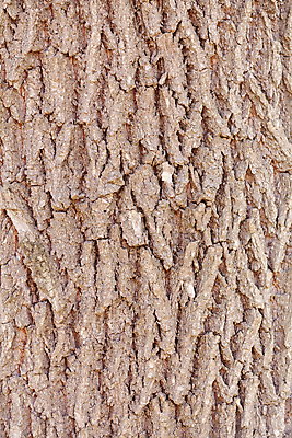 포토 JPG 해외이미지 나무 식물 공원 백그라운드 패턴 자연 벽지 표면 날씨 추상 사람없음 야외 목재 갈색 환경 수확 거친 숲 천 묘사 질감 나무껍질 내추럴 수목 옛날 해외포토 공공시설 컬러 무늬 농업 재료 껍질 직물 생태계 파일형식 이미지허브