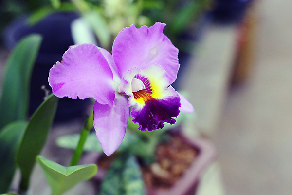 포토 JPG 해외이미지 식물 꽃 사람없음 벚꽃 해외포토 파일형식 이미지허브