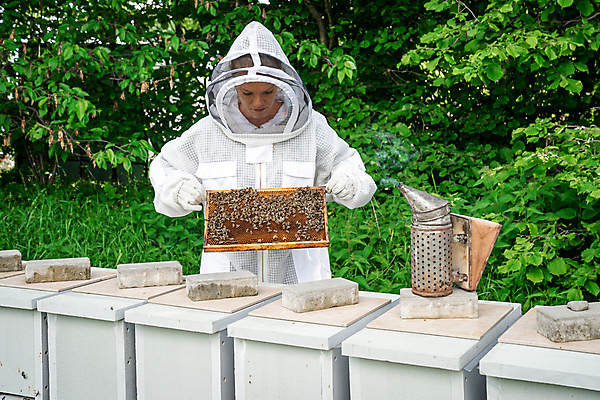 포토 JPG 해외이미지 동물 음식 곤충 패턴 농업 자연 노동자 주택 프레임 세포 건강 한명 상자 약 농장 노란색 시골 머리빗 업무 달콤 꿀벌 유기농 질감 생물학 꽃가루 육각형 꿀 벌집 내추럴 밀랍 식민지 양봉 양봉장 왁스 해외포토 도형 직업 1 웰빙 교육 산업 컬러 무늬 의학 사람 건물 미용용품 작업 맛 벌_곤충 가루 생태계 파일형식 이미지허브