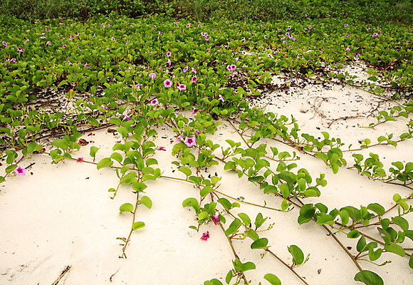 포토 JPG 해외이미지 꽃잎 꽃 분홍색 백그라운드 사람없음 초록색 보라색 이슬 포도나무 해외포토 식물 컬러 과일나무 파일형식 이미지허브