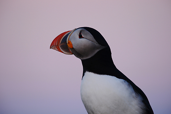 포토 JPG 해외이미지 주간 한마리 조류 사람없음 야외 퍼핀 해외포토 자연요소 동물 1 파일형식 이미지허브