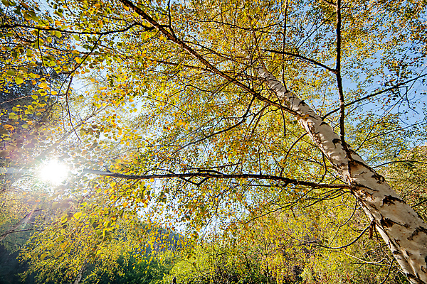 포토 JPG 해외이미지 나무 식물 계절 공원 백그라운드 잎 꽃무늬 자연 하늘 사람없음 야외 목재 초록색 파란색 뷰티 평화 침묵 봄 화장품 흰색 나뭇가지 시골 신선 황무지 은색 숲 질감 상승 각도 장면 나무껍질 자작나무 해외포토 공공시설 꽃 컬러 컨셉 무늬 재료 소리 껍질 생태계 파일형식 이미지허브