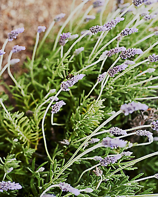 포토 JPG 해외이미지 전신 동물 꽃 야생동물 곤충 컨셉 꽃무늬 밭 날개 자연 웨일즈 사람없음 가로 세로 파란색 컬러풀 햇빛 태양 약 보라색 봄 줄무늬 화장품 업무 벌레 저녁 수분 벌 허브 제비꽃 향수 묘사 데이지 향기 아로마 꿀 라벤더 찌르기 호박벌 해외포토 자연요소 식물 계절 컬러 무늬 농업 의학 모션 영국 뷰티 작업 벌_곤충 야간 생태계 냄새 파일형식 이미지허브