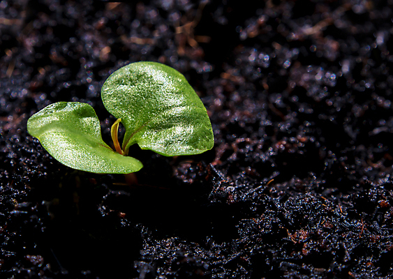포토 JPG 해외이미지 식물 백그라운드 잎 농업 채소 자연 새로움 사람없음 초록색 빛 새싹 흙 봄 성장 신선 작음 모종 생태학 해외포토 계절 교육 산업 컬러 컨셉 크기 생태계 파일형식 이미지허브