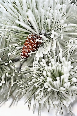 포토 JPG 해외이미지 나무 식물 계절 백그라운드 크리스마스 겨울 가족 자연 하늘 추상 휴가 새로움 풍경 사람없음 야외 목재 장식 초록색 파란색 뷰티 냉동 얼음 추위 흰색 나뭇가지 축하 소나무 바늘 숲 12월 연도 서리 장면 체코 상록수 침엽수 전나무 원뿔 내추럴 반투명 가문비나무 해외포토 자연요소 도형 기념일 유럽 컬러 컨셉 무늬 재료 관계 도구 날짜 생태계 파일형식 이미지허브