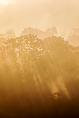 포토 JPG 해외이미지 나무 구름 계절 공원 실루엣 겨울 오렌지 자연 아침 날씨 산 따뜻함 풍경 사람없음 여름 빛 햇빛 일출 황혼 일몰 새벽 추위 안개 광선 숲 열대우림 언덕 질감 층 내추럴 뿌연 해외포토 주간 자연요소 식물 공공시설 과일 촬영기법 태양 노을 생태계 파일형식 이미지허브